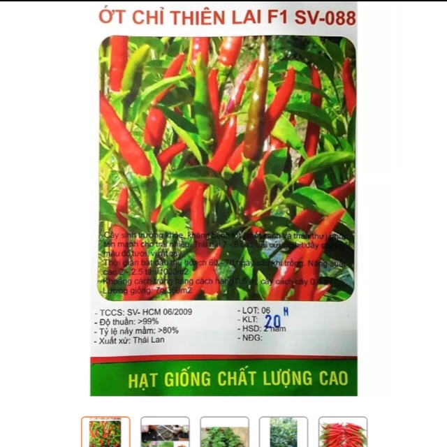 Hạt giống ớt Chỉ Thiên F1 SV088 Thái Lan - KLT 20 hạt