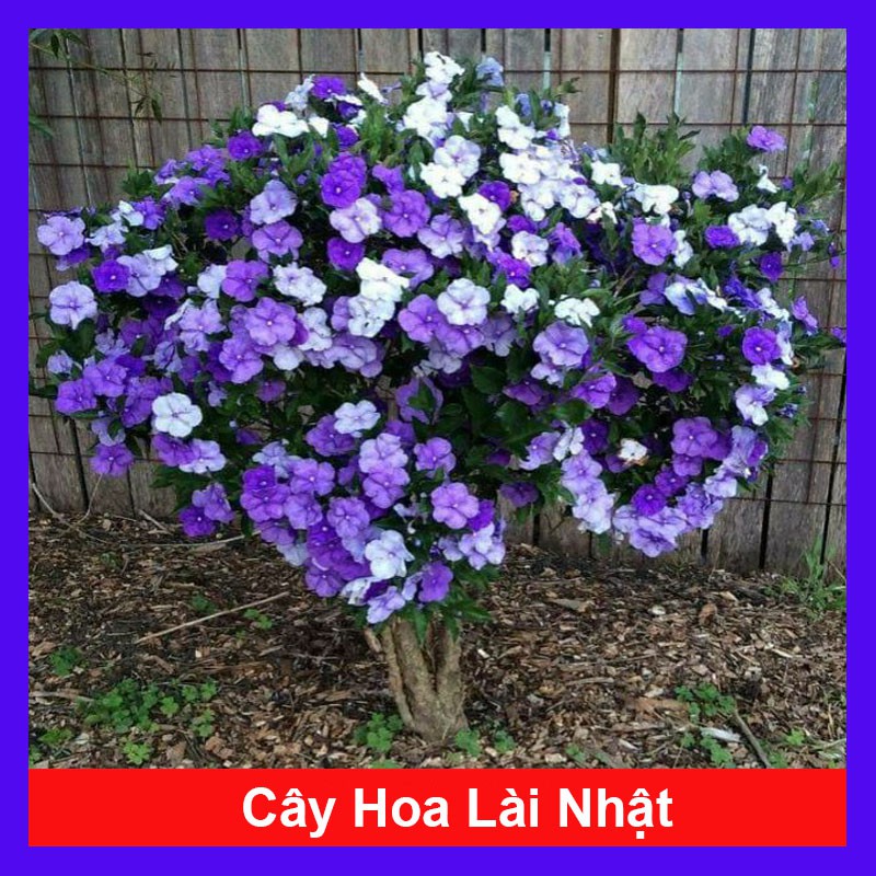 Cây Hoa Lài Nhật, Nhài Nhật (hoa chuyển màu)( cây bán như hình 3-4)