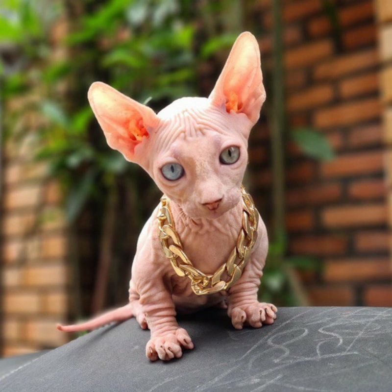 [Mã PET50K giảm Giảm 10% - Tối đa 50K đơn từ 250K] Vòng cổ mạ vàng cho chó mèo thú cưng