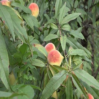 CÂY GIỐNG ĐÀO ĂN MỎ QUẠ SAPA