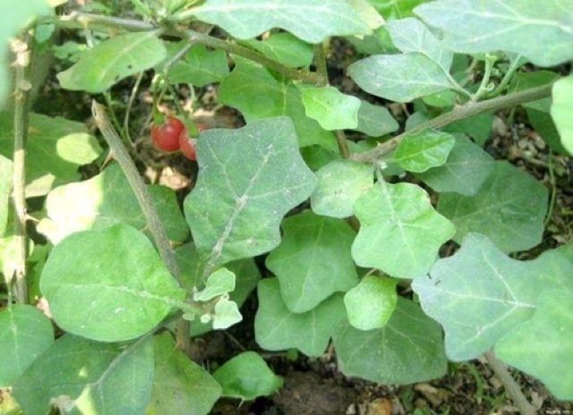 Cà gai leo khô ( gói 1kg ) bổ gan, điều trị các bệnh về gan