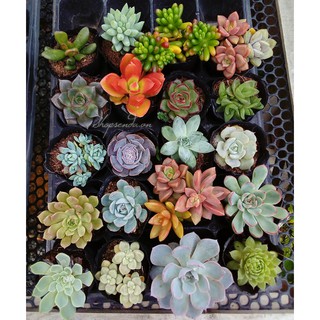 combo 20 cây sen đá ( ngẫu nhiên )