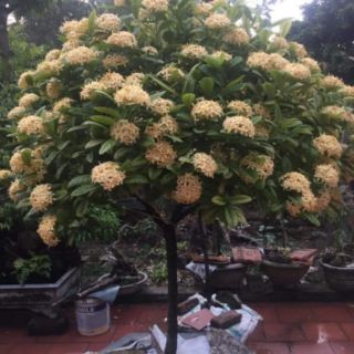 Cây giống mẫu đơn