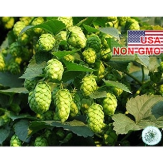 Hạt giống hoa Bia Hops tặng kích mầm