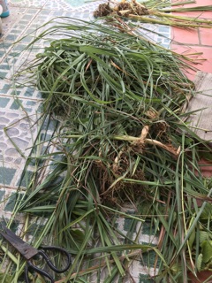 Lá sả khô nhà trồng