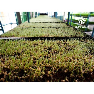 Combo Hạt giống cỏ lúa mì hữu cơ và Bột cỏ lúa mì hữu cơ 150gram