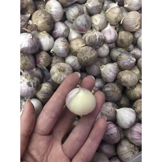 Tỏi cô đơn