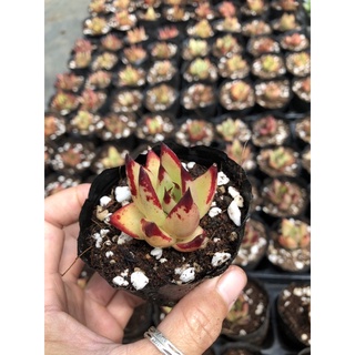 Sen đá Đế Vương 4cm