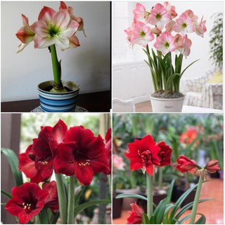 Combo 2 củ lan huê tây  (1 củ màu đỏ nhung và 1 củ màu hồng đào )