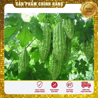 Hạt Giống Mướp Đắng( Khổ Qua) Thái Lan 10 Hạt