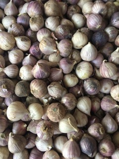 1kg Tỏi cô đơn