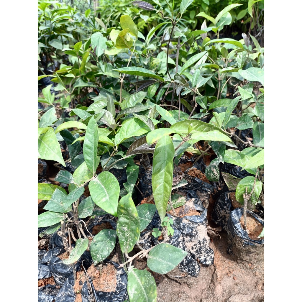 Combo 3 cây giống ba kích