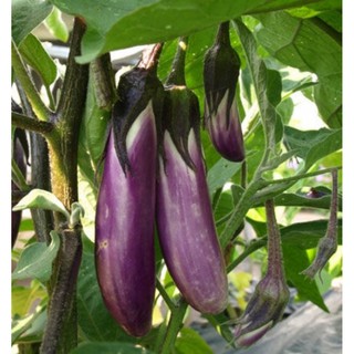 Hạt Giống Cà Tím