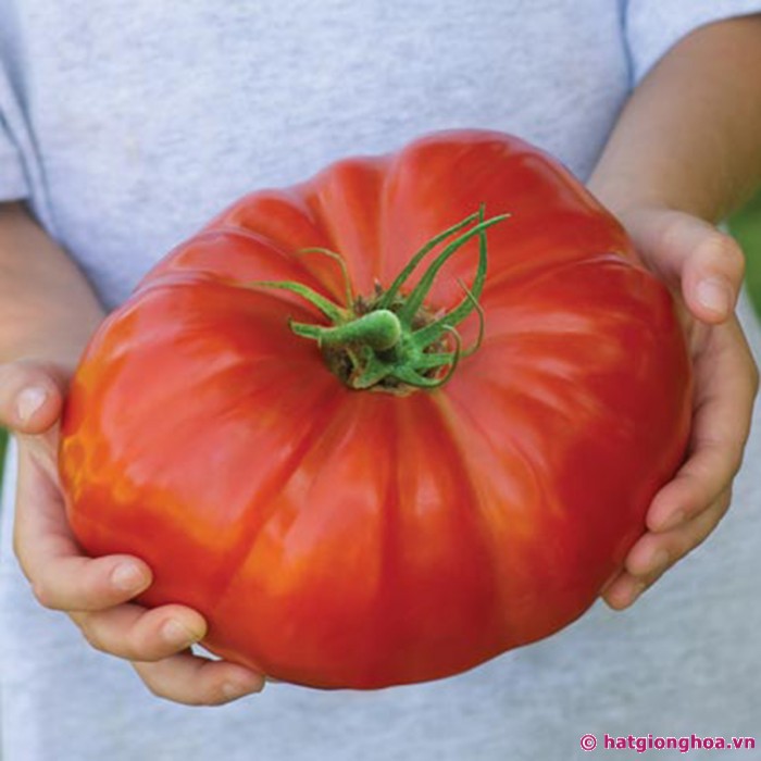 20 Hạt giống Cà chua khổng lồ (tặng gói Kích nẩy mầm và Hướng dẫn)