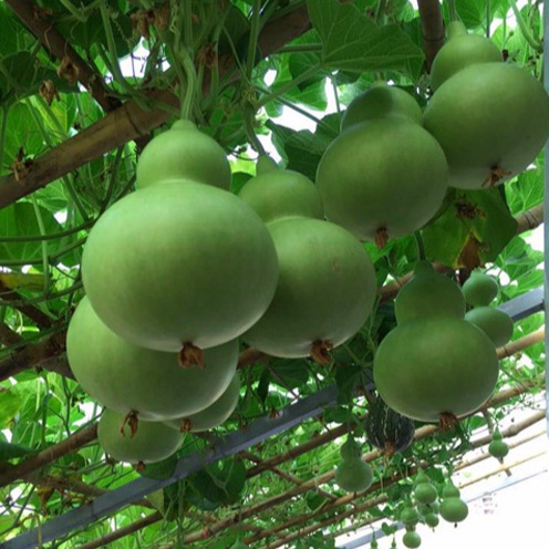 Hạt giống bầu hồ lô cao sản  20 hạt - siêu quả - quả xanh bóng vị ngọt - trồng quanh năm - thu hoạch sau 40 ngày