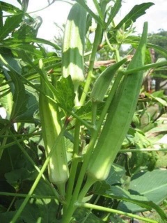 Hạt giống đậu bắp