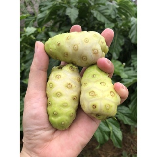 TINH CHẤT CÔ ĐẶC TRÁI NHÀU - NONI EXTRACT