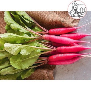 HẠT CỦ CẢI ĐỎ DÀI - GÓI 5 GRAM