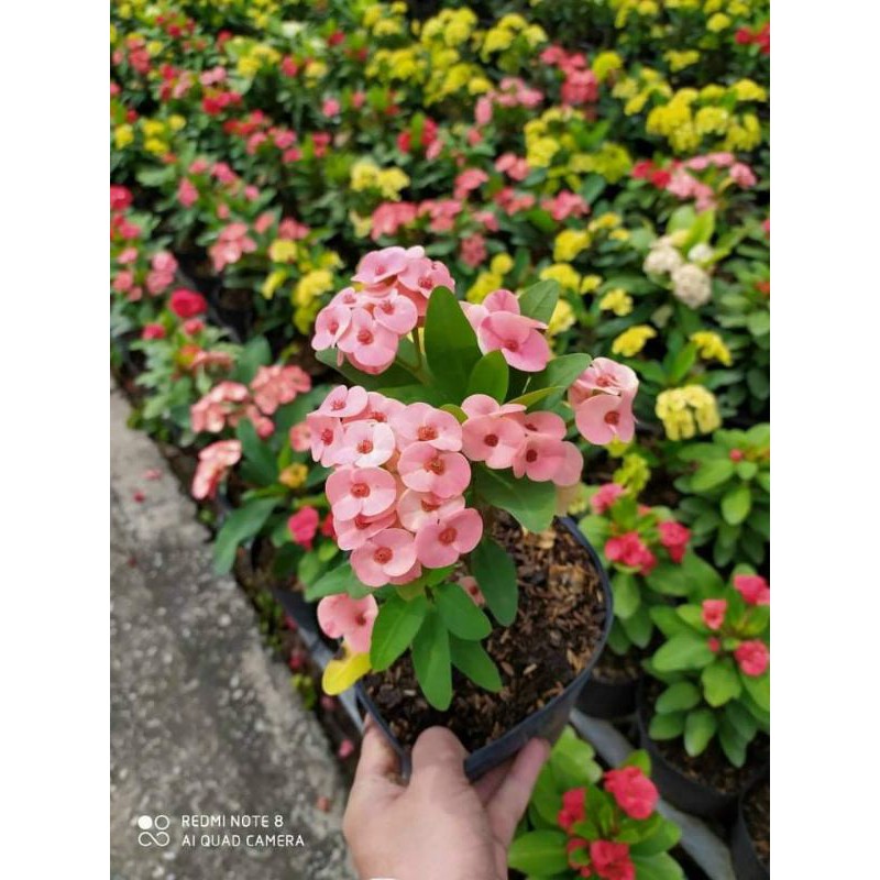 Xương rồng Bát Tiên