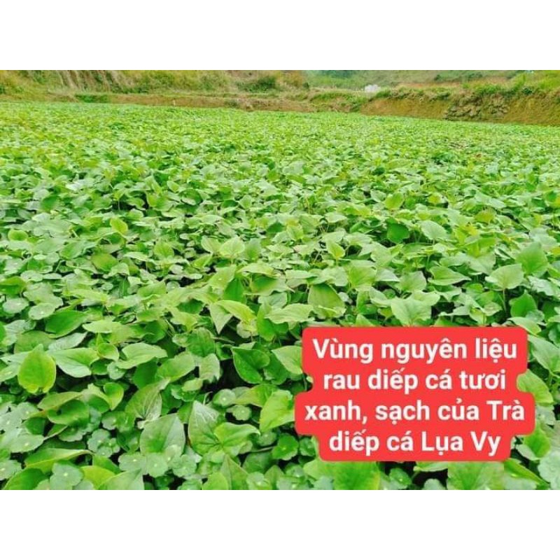TRÀ DIẾP CÁ LỤA VY _ THANH NHIỆT VÀ GIẢI NHIỆT MÙA HÈ
