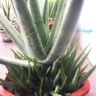 Nha đam Mỹ trưởng thành cho bẹ cực to làm cảnh, lấy bẹ