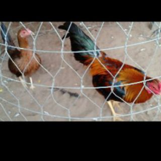 10 quả trứng gà tre mỹ