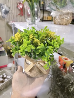 Combo 5 lọ hoa cỏ