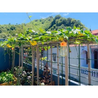 Lồng bẫy ruồi vàng và 01 chất dẫn dụ ☘️