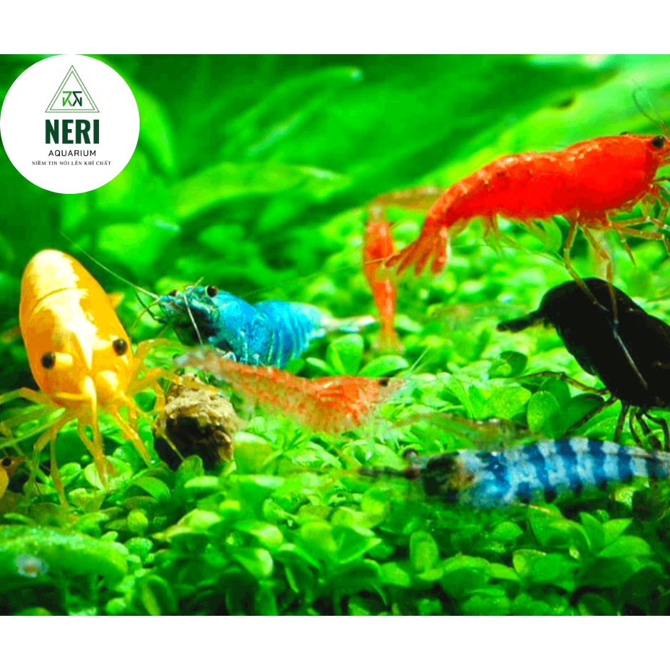 Tép thủy sinh, TÉP LOẠN MÀU VIỆT ,hoàn tiền khi tép gặp sự cố