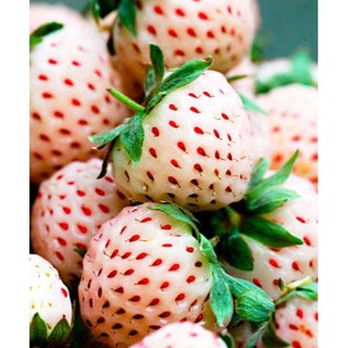 HẠT GIỐNG DÂU TÂY KEM