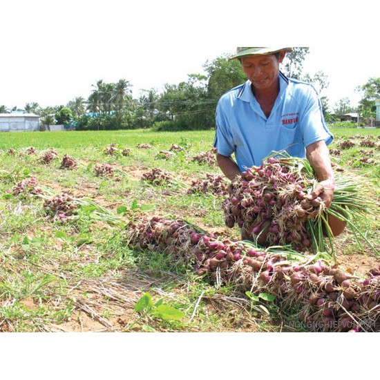 Bột Hành Tím Nguyên Chất - Shallot Powder