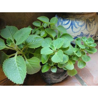 Cây tần dày lá