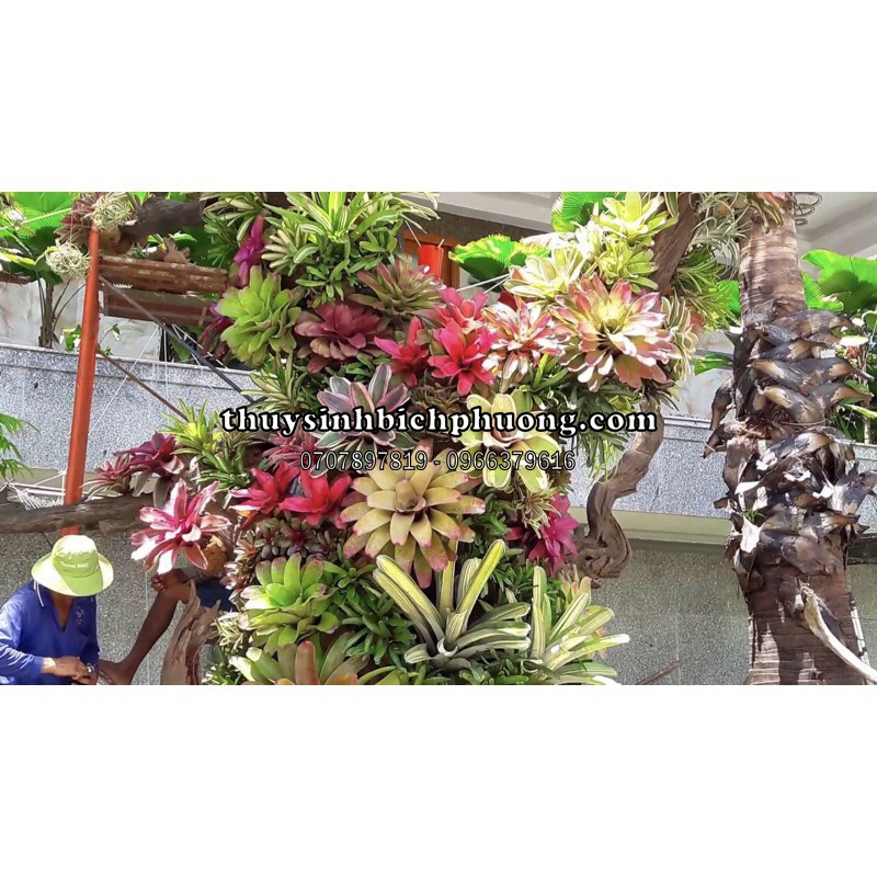 DỨA MÀU NAM MỸ - CÂY BÁN CẠN THUỶ SINH DÁN ĐÁ LŨA - TRANG TRÍ HỒ BÁN CẠN HÒN NAM BỘ