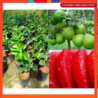Cây giống - cây bưởi ruby ruột đỏ cái mơn siêu sai quả
