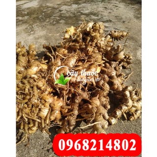 Mua Củ Gừng Gió Tươi