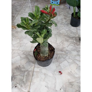 Sứ Thái Kiều Diễm