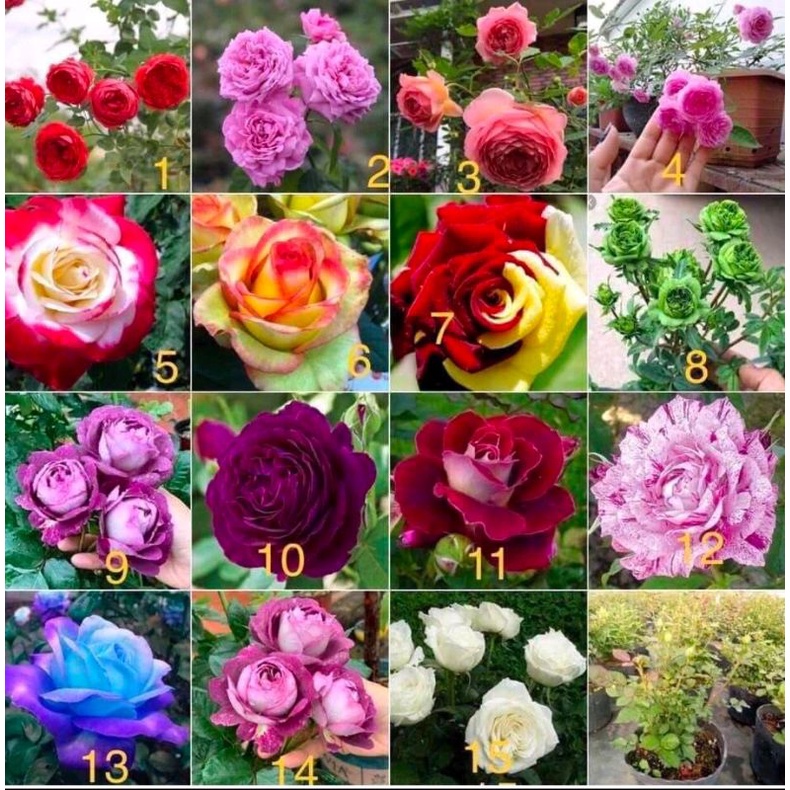 Hoa hồng ngoại gốc cây giống chuẩn