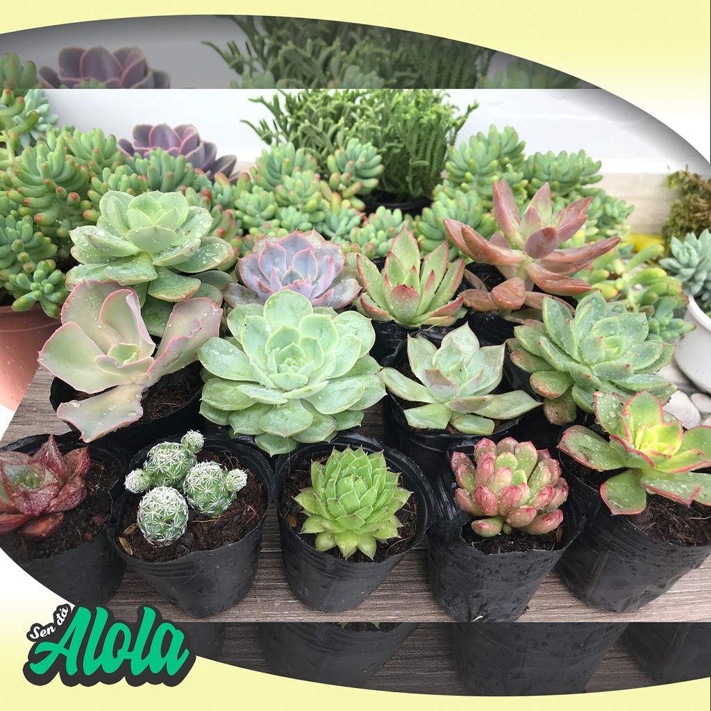 Combo 12 Sen đá ngẫu nhiên (Sen bầu 3-7 cm)