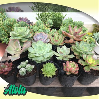 Combo 12 Sen đá ngẫu nhiên (Sen bầu 3-7 cm)