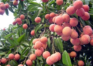 Cây VẢI THIỀU KHÔNG HẠT ghép