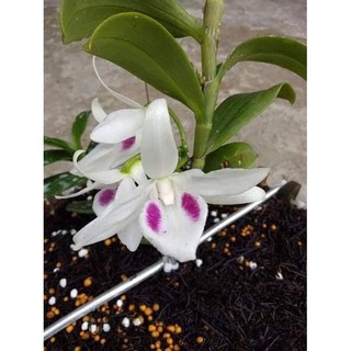 Phi điệp 5 cánh trắng Phú Thọ ki năm 2