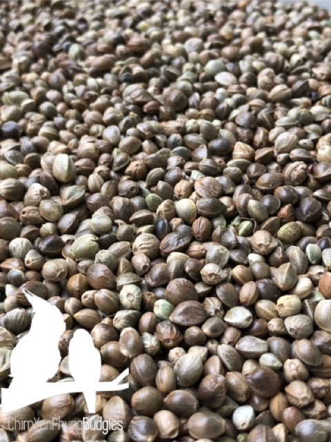 1kg láng tròn (láng bồ câu) thức ăn: Vẹt, Sóc, Hamster...