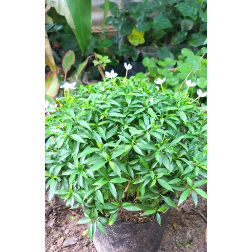 Cây mai vạn phúc.