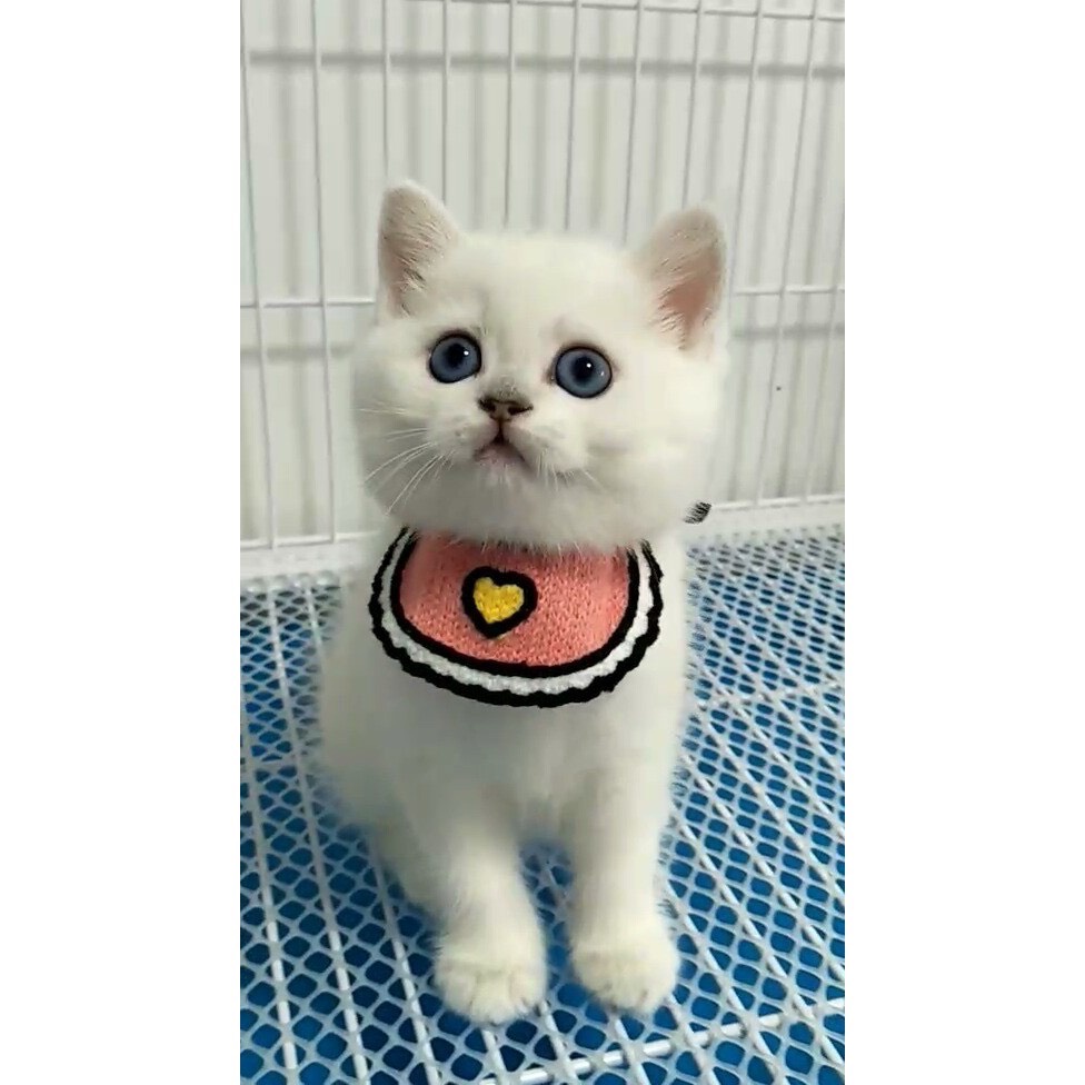Yếm đeo cổ cho chó,mèo  Vòng cổ dễ thương cho thú cưng  Yếm ăn phong cách Hàn Quốc cho chó mèo