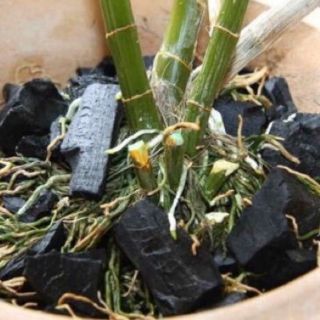 Than hoa 500 gr cho trồng lan và rải chậu, trộn đất