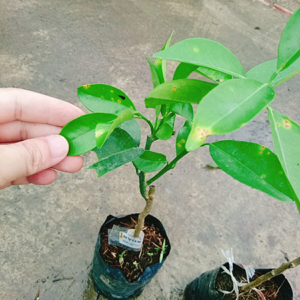 Cây Cam Xoàn - cây ăn quả
