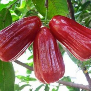 Cây roi đỏ An Phước
