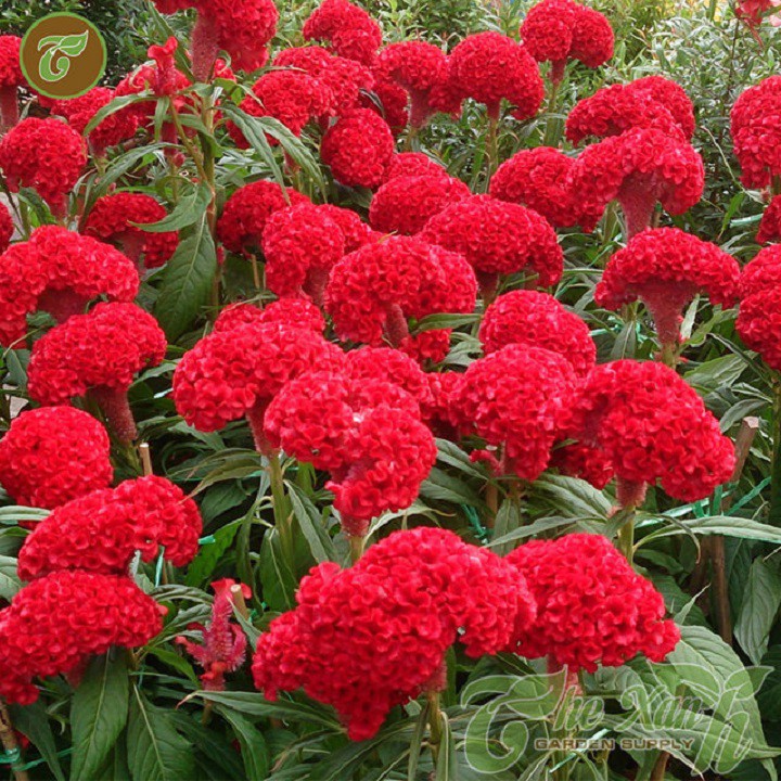 Bán buôn- Hạt giống hoa mào gà búa (celosia) gói 100 hạt xuất xứ Đức hàng đẹp, nhập khẩu.