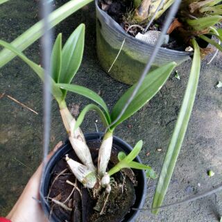 Hoa lan Chớp sữa enobij