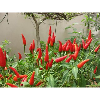 Hạt giống Ớt chỉ thiên F1 (ớt hiểm)